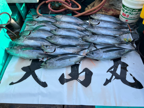 ビンチョウマグロの釣果