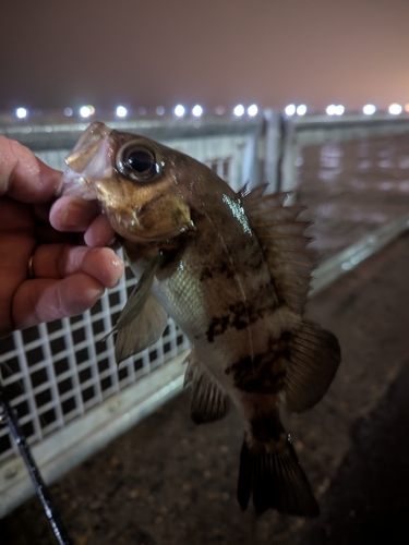 メバルの釣果