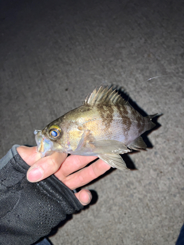 メバルの釣果