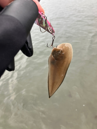 シタビラメの釣果