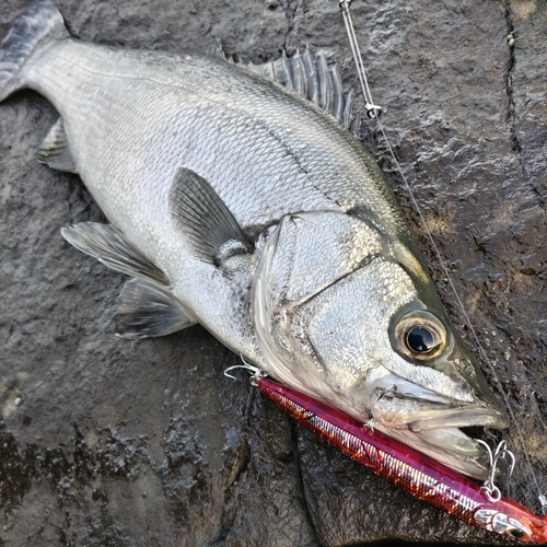 ヒラスズキの釣果