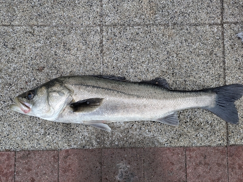 豊洲ぐるり公園