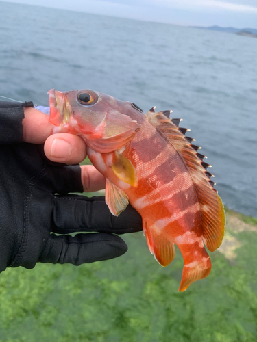 アカハタの釣果