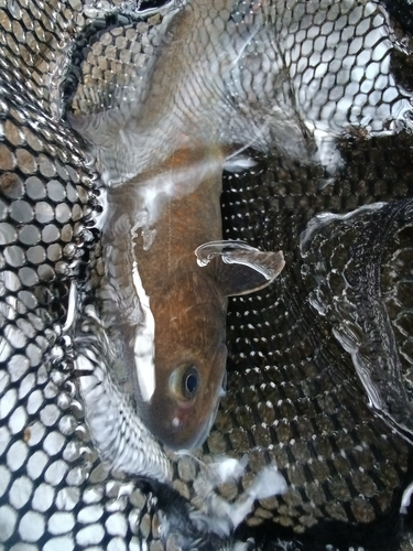 ヤマトイワナの釣果