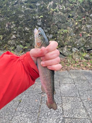 ニジマスの釣果