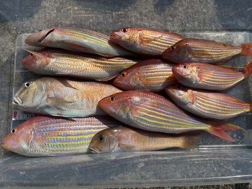 シロアマダイの釣果