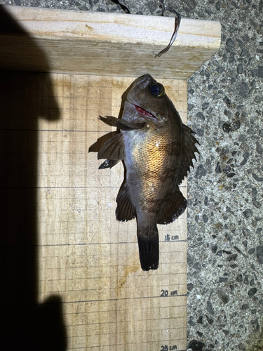 シロメバルの釣果