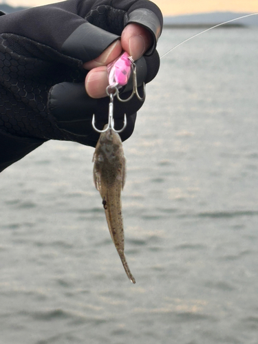 マゴチの釣果