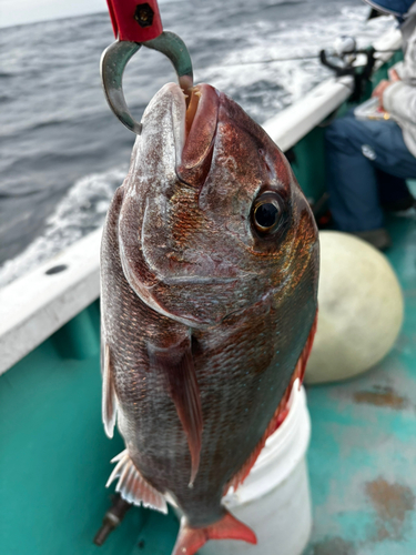 タイの釣果