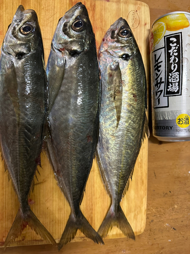 アジの釣果