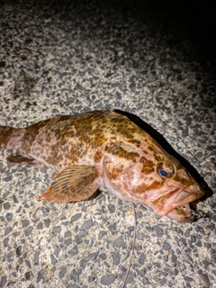 タケノコメバルの釣果