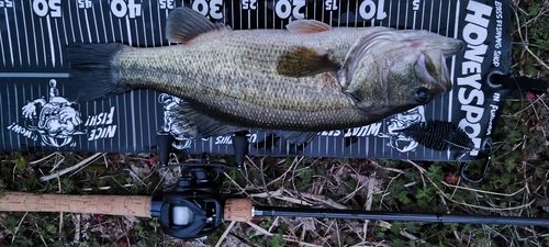 ブラックバスの釣果