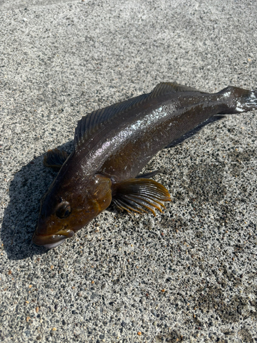 アイナメの釣果