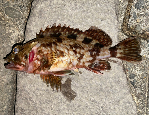 カサゴの釣果