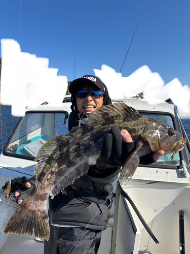 アイナメの釣果