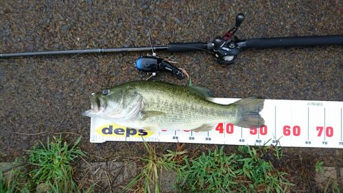 ブラックバスの釣果