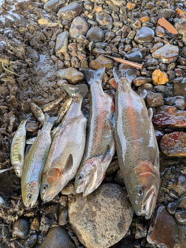 ニジマスの釣果