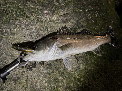 シーバスの釣果