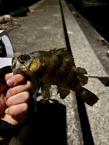 メバルの釣果