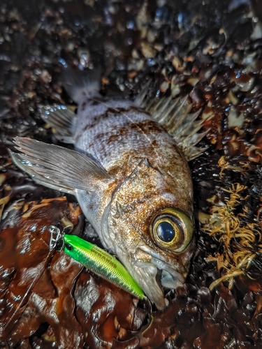 シロメバルの釣果