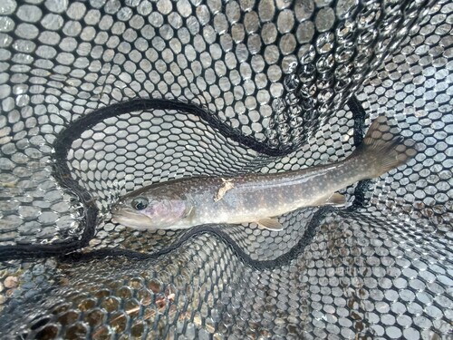 ニッコウイワナの釣果