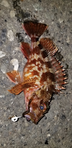 カサゴの釣果