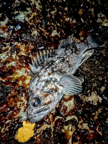 クロソイの釣果