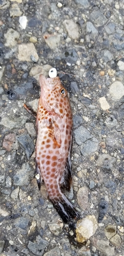 オオモンハタの釣果