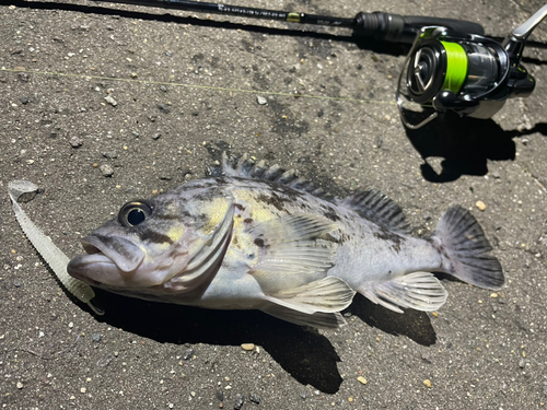 クロソイの釣果