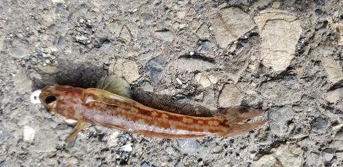 マハゼの釣果