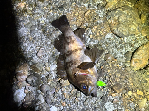 メバルの釣果