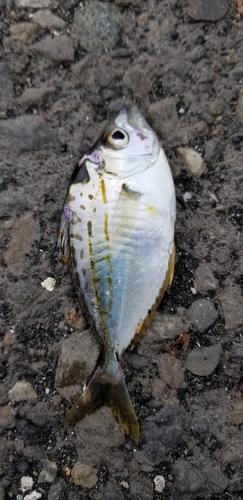 ヒイラギの釣果