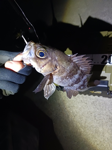 メバルの釣果