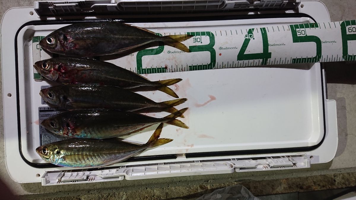 ヤエンマスターさんの釣果 1枚目の画像