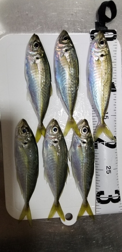 アジの釣果