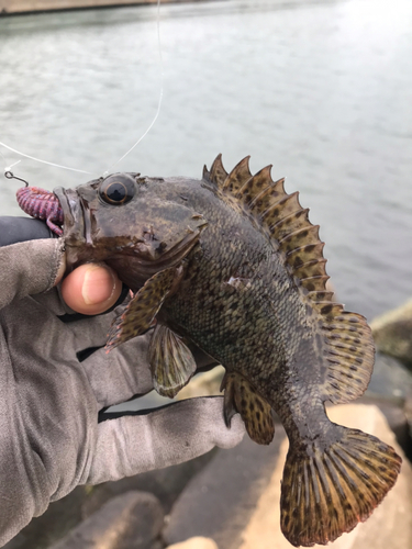 ムラソイの釣果