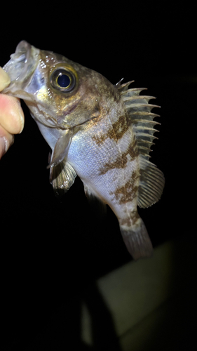 シロメバルの釣果