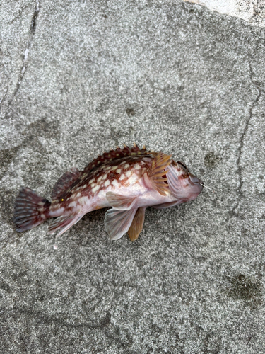 カサゴの釣果