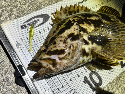 ベッコウゾイの釣果