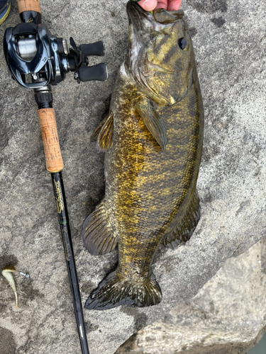 スモールマウスバスの釣果