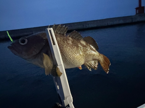 メバルの釣果