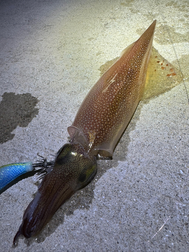 ヤリイカの釣果