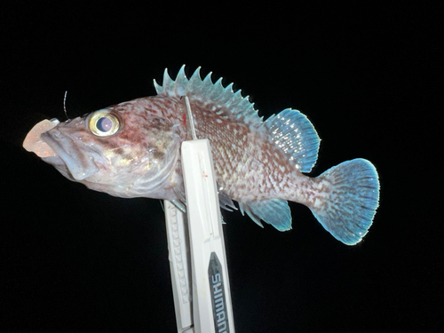 メバルの釣果