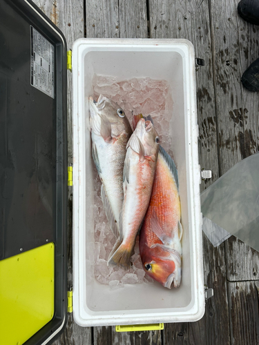 シロアマダイの釣果