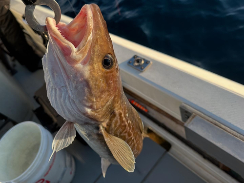 タラの釣果