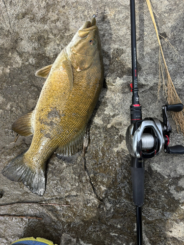 スモールマウスバスの釣果