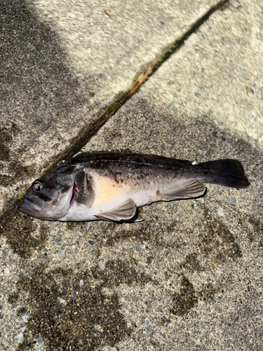 クロソイの釣果