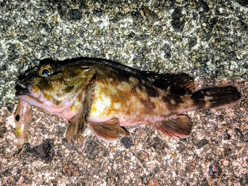 カサゴの釣果