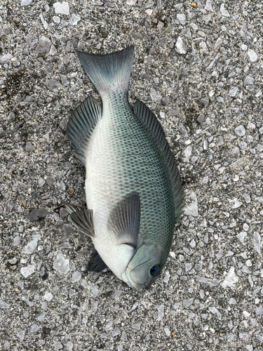 クチブトグレの釣果