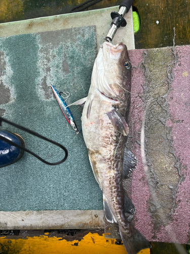 タラの釣果